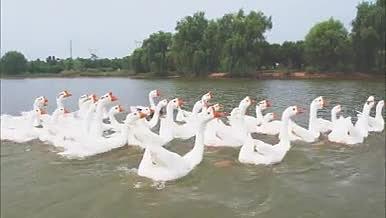 春天湖中的大白鹅视频的预览图